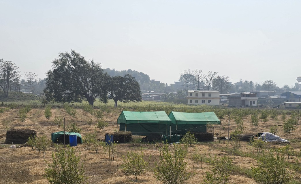 ‘सिभिल इन्जिनियर’ अध्ययन गरेर व्यावसायिक कागतीखेती रमाउँदै प्रतीक