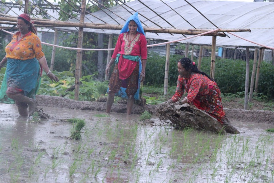 भक्तपुर सूर्यविनायकमा रोपाइँको चटारो (फोटो फिचर)
