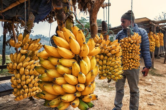 पाकेको केराको मूल्य आकासियो, दर्जनको अहिले सम्मकै उच्च