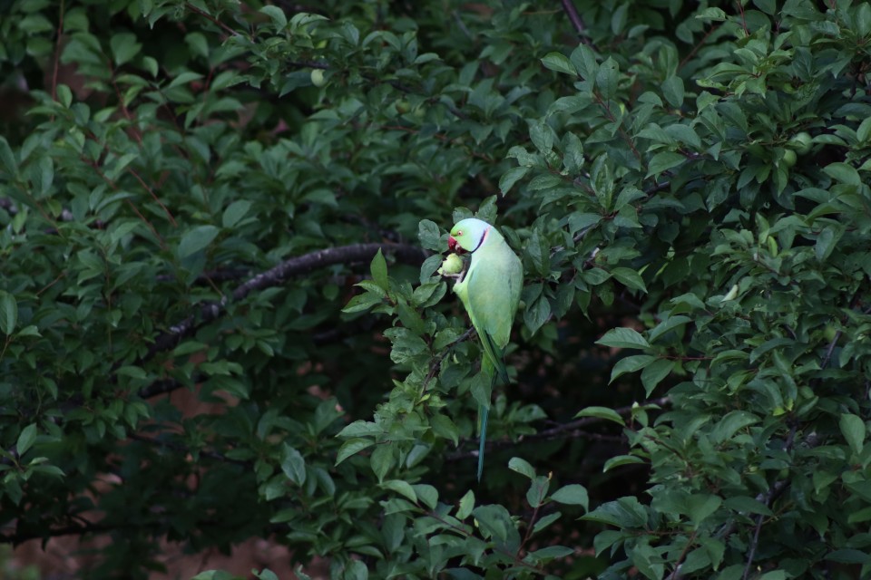 मनै लोभ्याउने हरियाली प्रकृति (फोटो फिचर) 