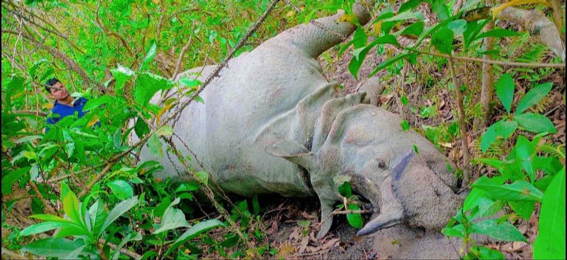 चितवनमा बाघ र गैँडा मृत फेला