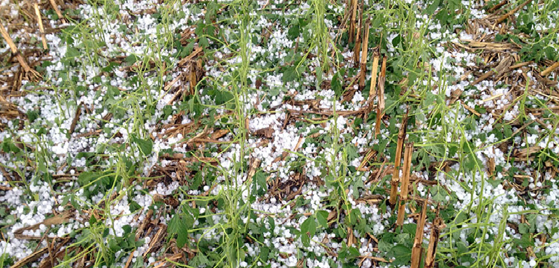 गुल्मीमा असिना-पानीले हिउँदे बालीमा क्षति