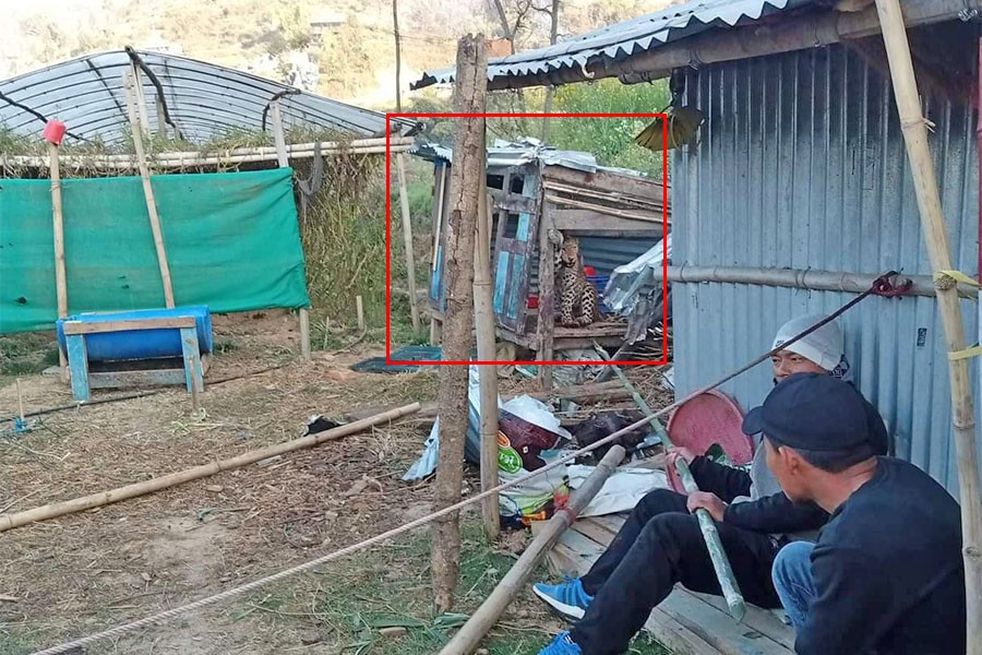 चन्द्रागिरिमा कुखुराको खोरमा चितुवाको हात अड्किएपछि.. 