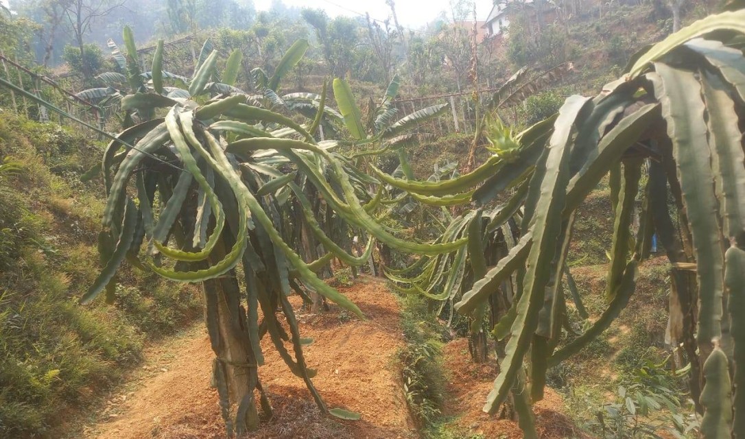 स्याङ्जाका शिवको लोभलाग्दो ‘ड्रागन फ्रुट’ खेती