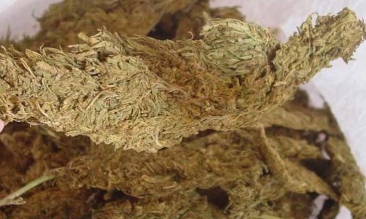 तीन किलो गाँजासहित १३ जना पक्राउ