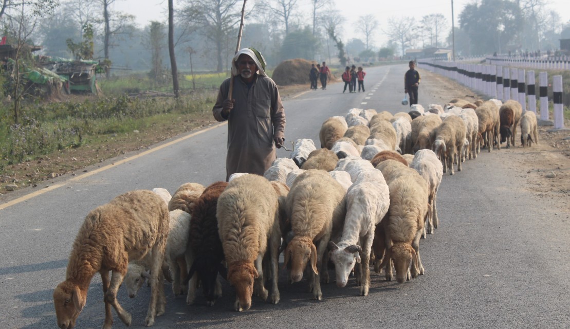 बिक्री भएन ऊन, विस्थापित हुने जोखिममा ‘भेडिहार’