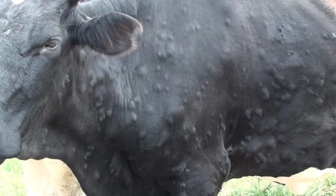 ललितपुरमा ‘लम्पी स्किन’ बढ्दो