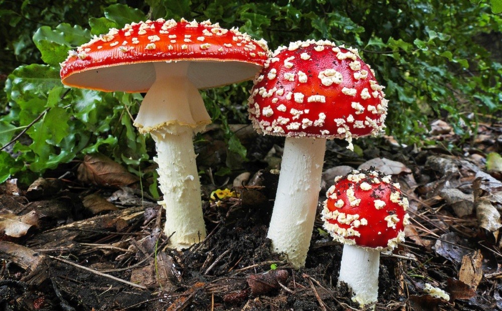 विषालु च्याउ खाँदा दिपायल सिलगढीमा ११ जना बिरामी