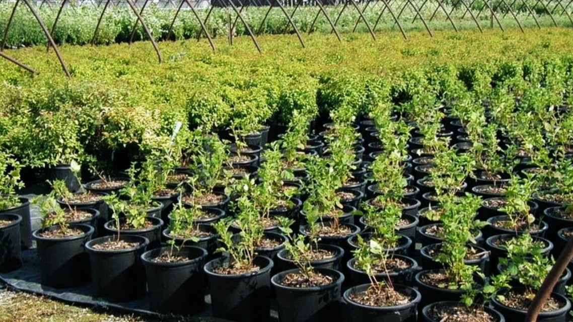 स्याउको बिरुवामै भ्रष्टाचार