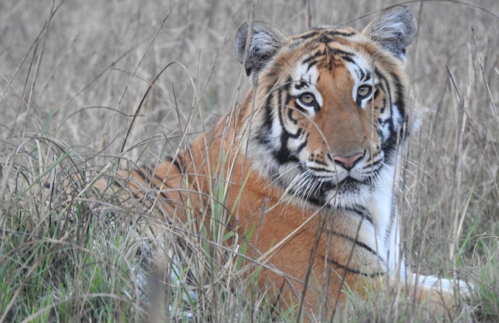 शुक्लाफाँटामा बाघ बढे