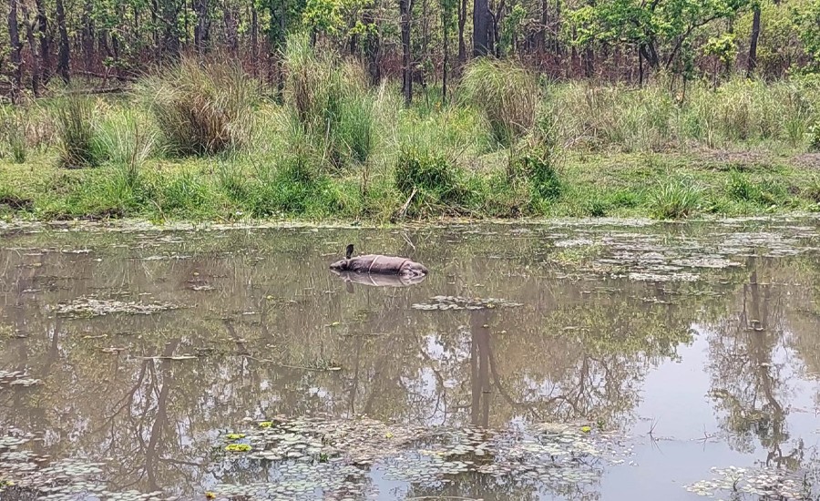 चितवन राष्ट्रिय निकुञ्जमा गैंडाका दुई बच्चा मृत भेटिए