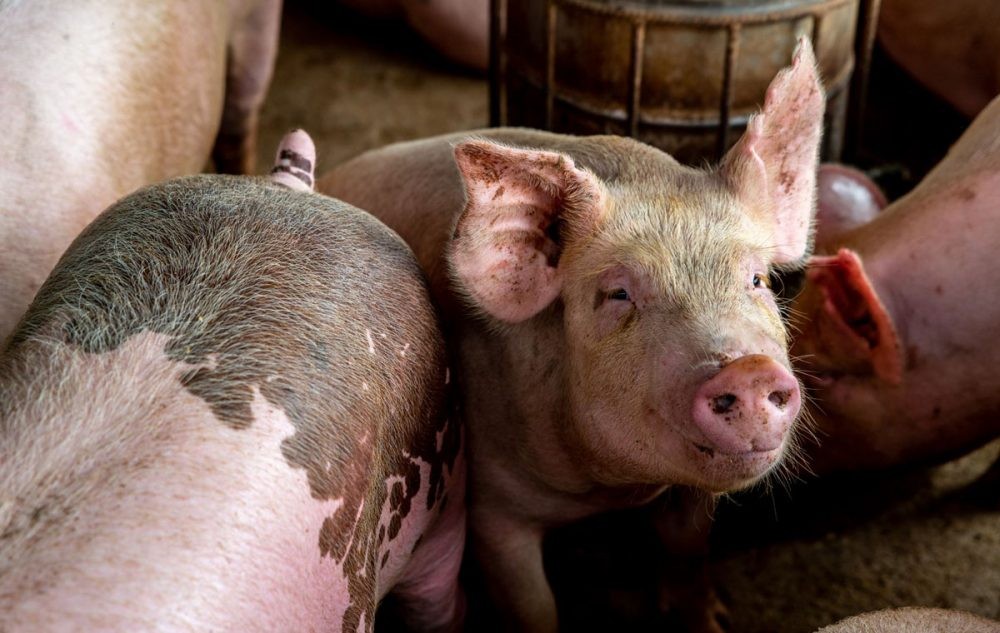 गण्डकीमा ‘अफ्रिकन स्वाइन फिभर’को सङ्क्रमण पुनः देखियो