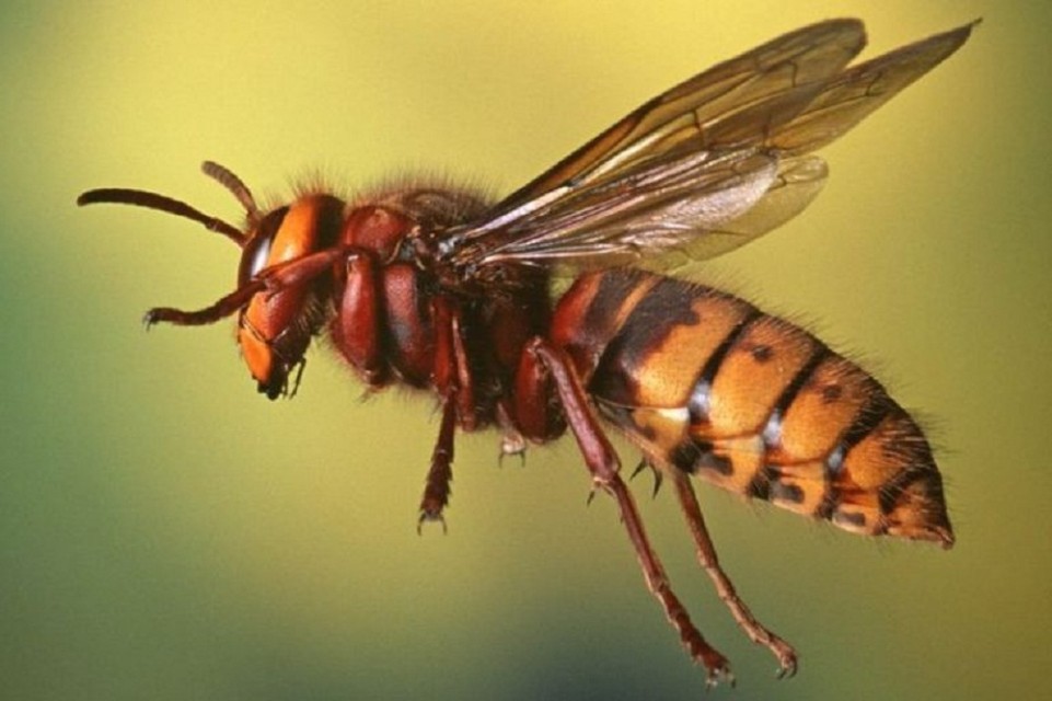 अरिंगालको टोकाइबाट एक युवकको ज्यान गयो