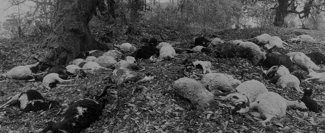 पाँचथरमा चट्याङ लागेर एउटै गोठका ५४ भेडा मरे
