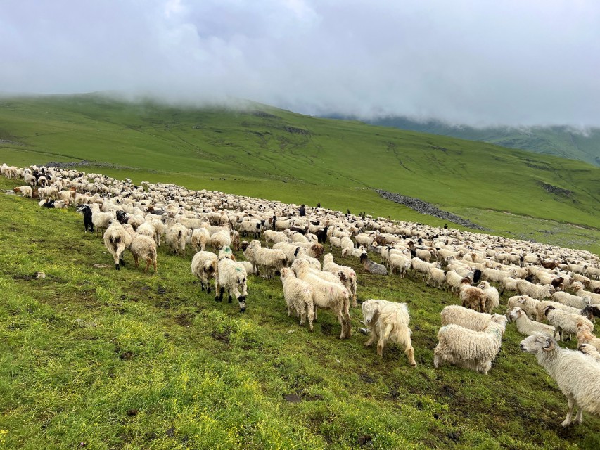दसैँ सुरु भएसँगै बेसी झर्न थाले भेडीगोठ