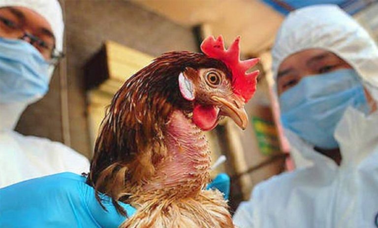 १० जिल्लामा बर्ड फ्लुको सङ्क्रमण