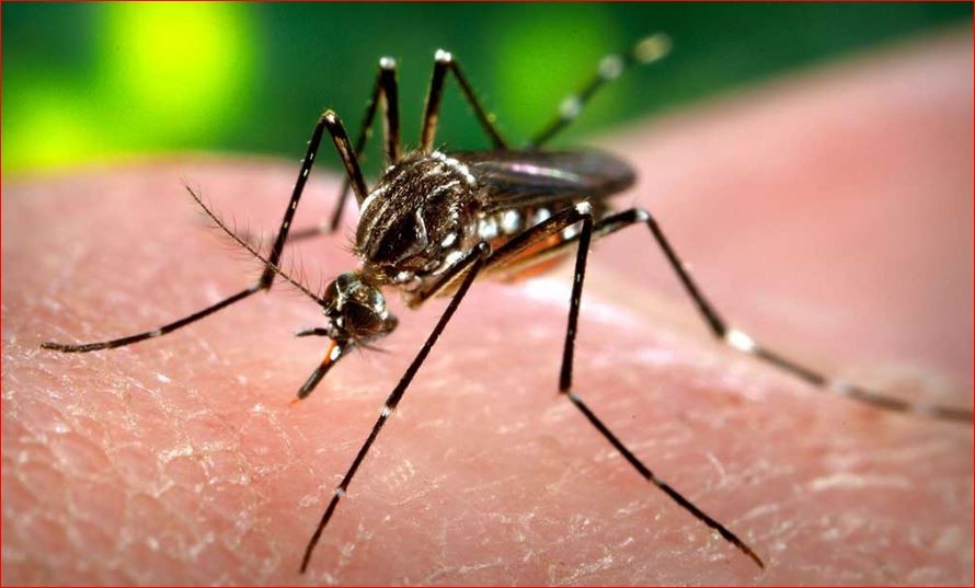 नेपालमा डेंगु संक्रमितको संख्या ५० हजार नाघ्यो, ५५ जनाको मृत्यु