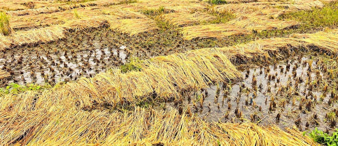 पाकेर थन्क्याउन लागिएको धानबालीमा वर्षाले क्षति गरेपछि कृषक चिन्तित