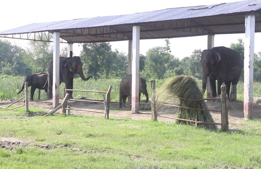 चितवन राष्ट्रिय निकुञ्जको प्रजनन केन्द्रमा अहिलेसम्म ४१ वटा हात्ती जन्मिए