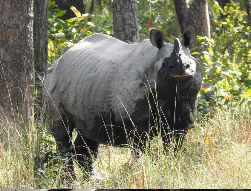 मध्यवर्तीका बासिन्दालाई बालीसँगै ज्यान जोगाउन मुस्किल