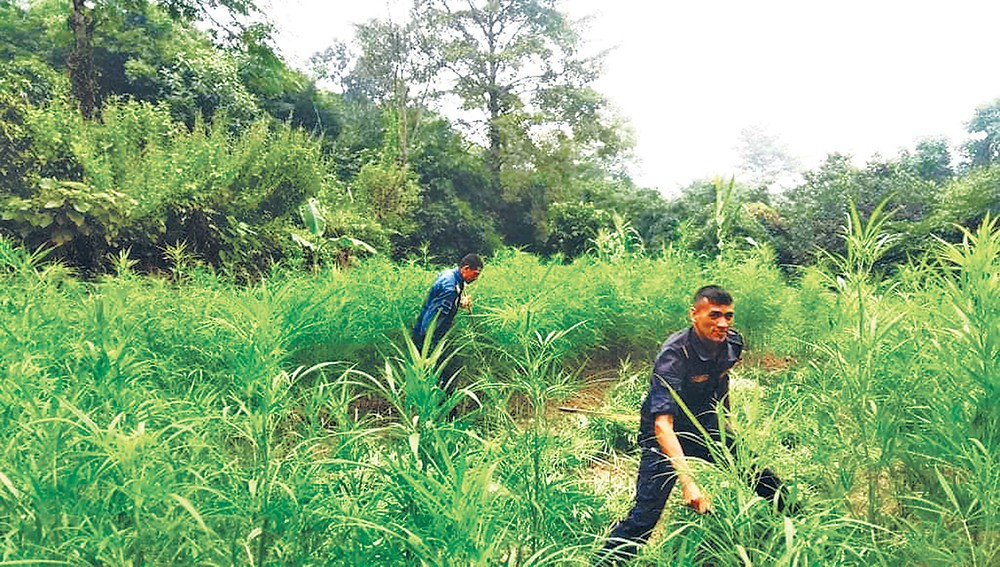 मिर्चैया र गोलबजारमा ४५ हजार बढी गाँजाको बोट फडानी