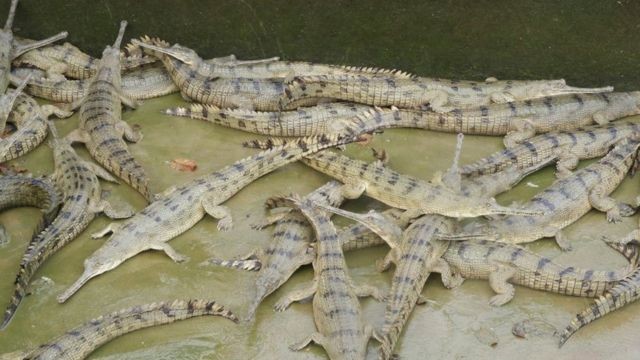 प्रजनन केन्द्रमा जन्मिए तीन सय घडियाल गोही