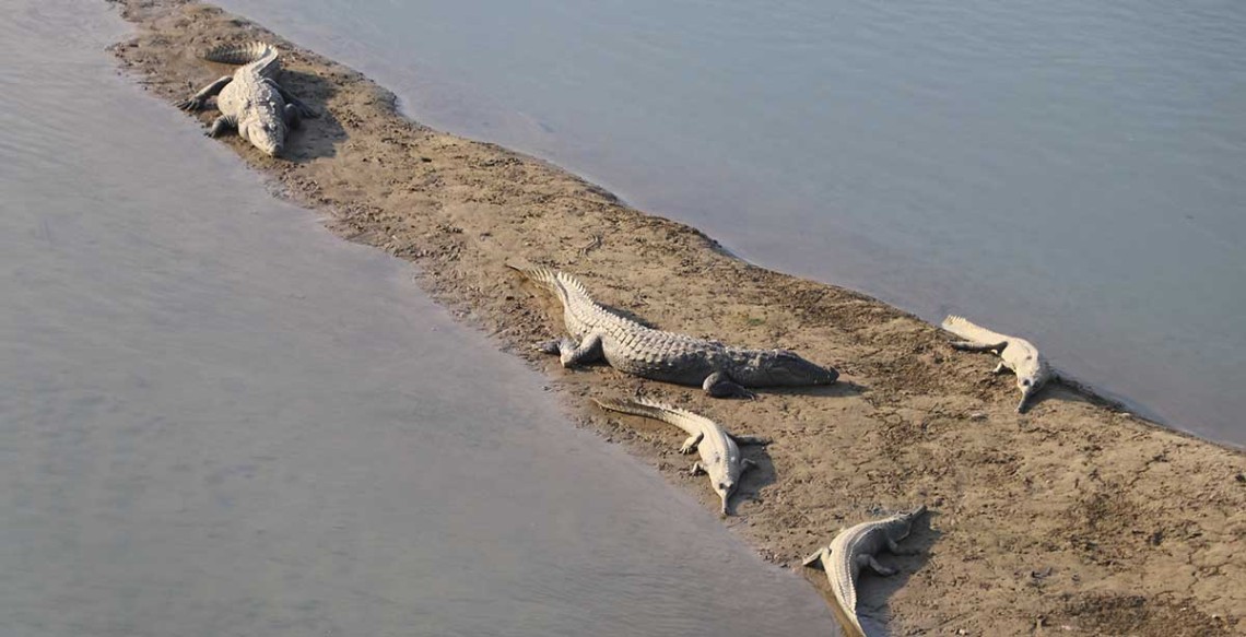 बीस वटा घडियाल राप्तीमा छाडियो