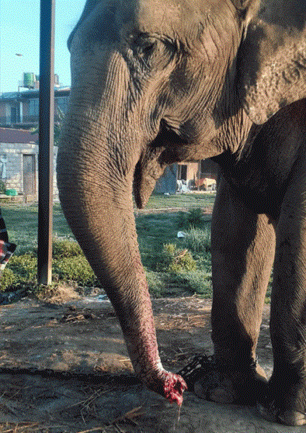 सौराहास्थित हात्तीसारमा अज्ञात समूहले हात्तीको सुँड काटि दिए