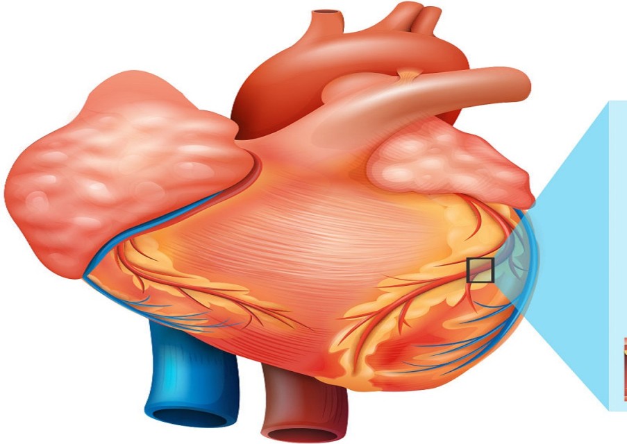 नेपालमा २५ लाखदेखि ३८ लाखसम्ममा मुटुको कृत्रिम भल्भ राख्न सकिने