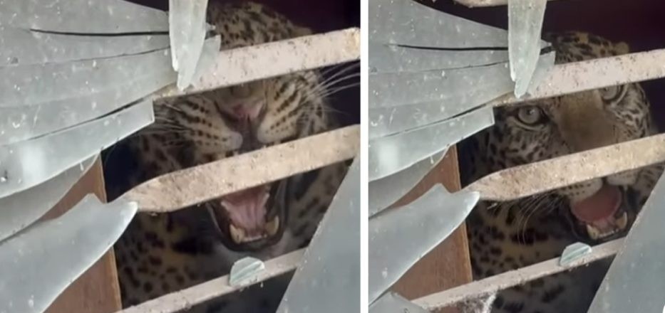 काठमाडौंको तारकेश्वरमा घरभित्र चितुवा भेटीयो, दुई जना घाइते