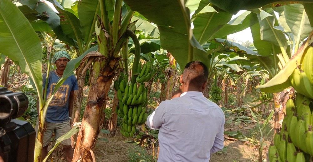 झापाका किसान धान खेत मासेर केराखेतीतर्फ आकर्षित