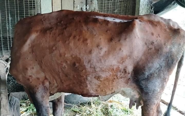 ‘लम्पी स्किन’बाट चार सय गाईभैँसी मरे