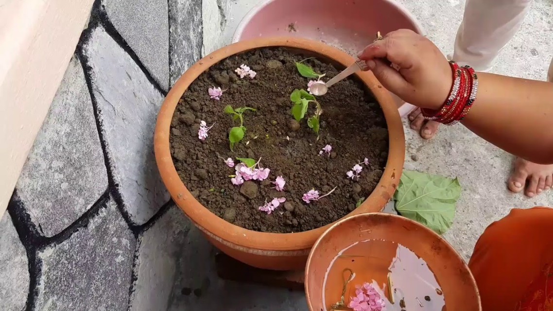 आज निर्जला एकादशी, तुलसीको बीजारोपण गरी व्रत गरिँदै