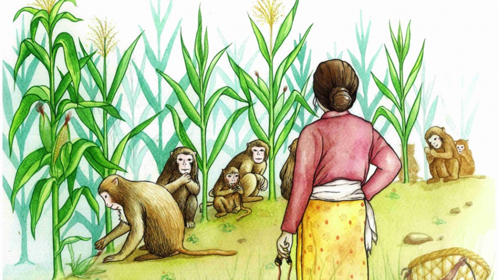 बाँदर नियन्त्रणबारे अध्ययन गर्न सांसदहरू भारत जाँदै