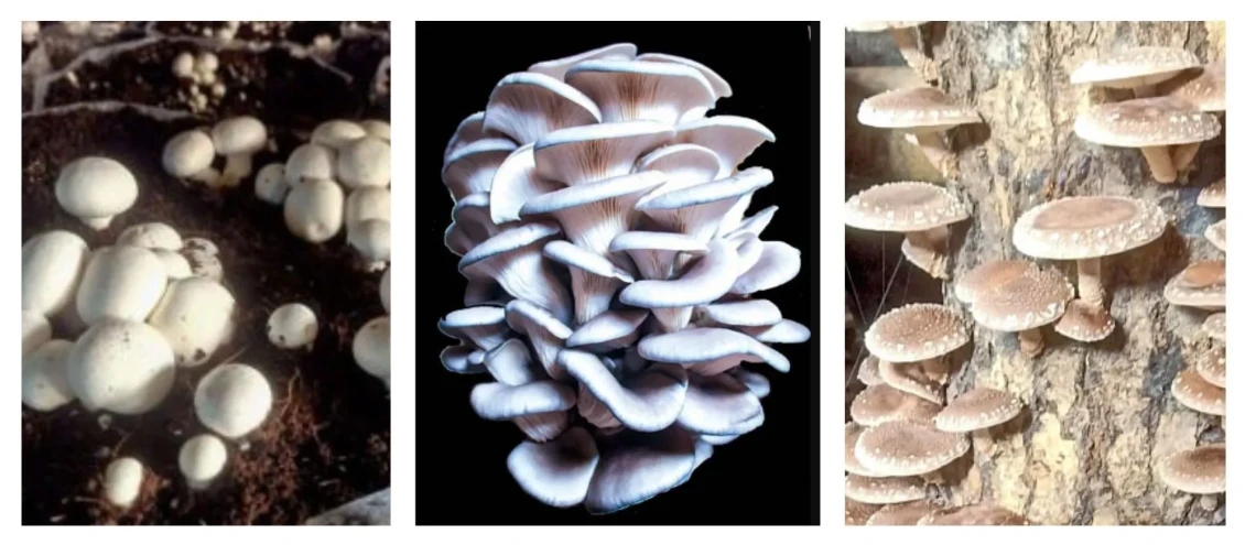 प्रथम राष्ट्रिय च्याउ दिवस मनाइँदै