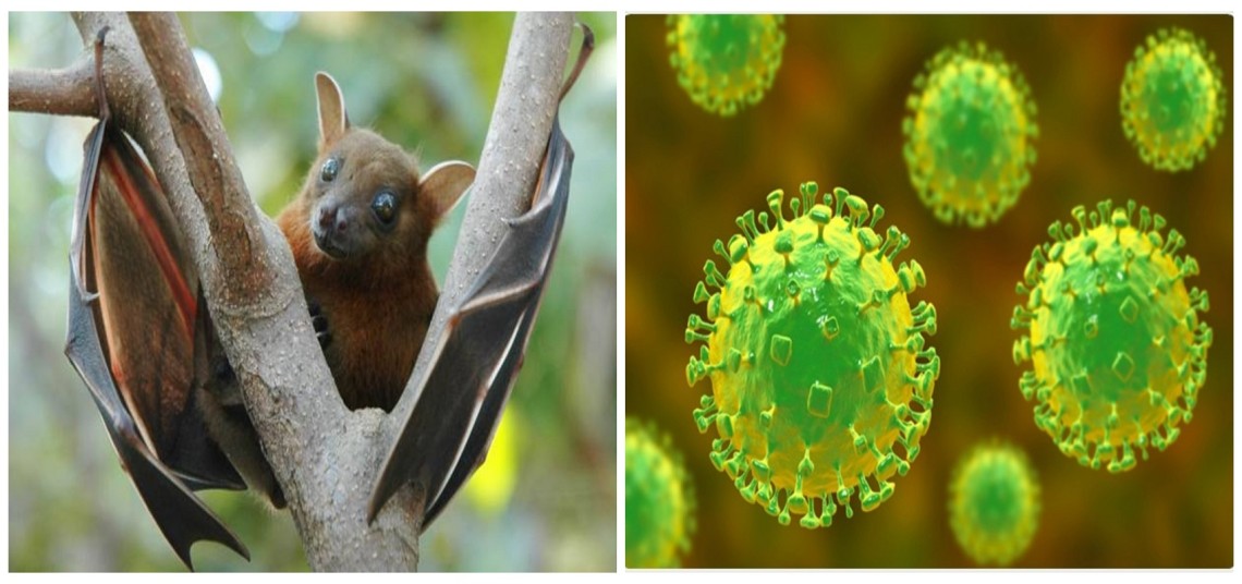 भारतको पश्चिम बङ्गालमा निपाह भाइरस फेला, नेपालमा पनि सतर्कता अपनाउन निर्देशन