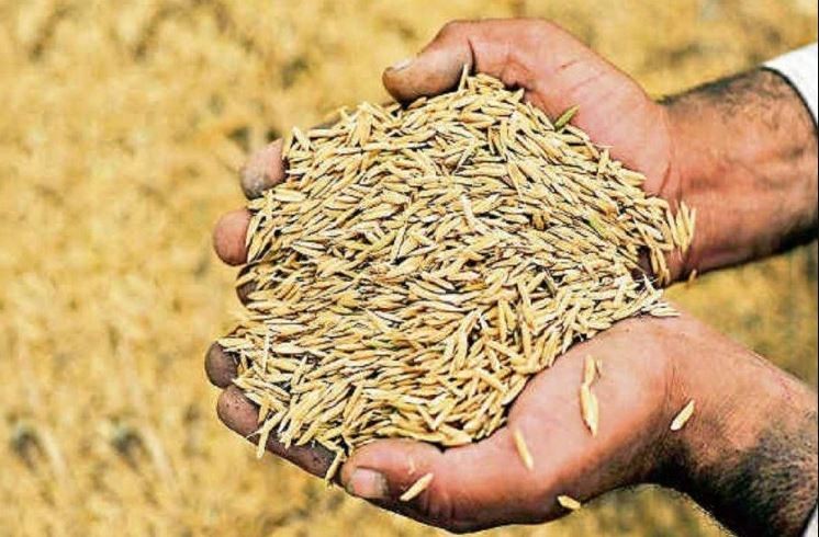 भारतबाट आउने धानमा लगाएको भन्सार शुल्क हट्यो