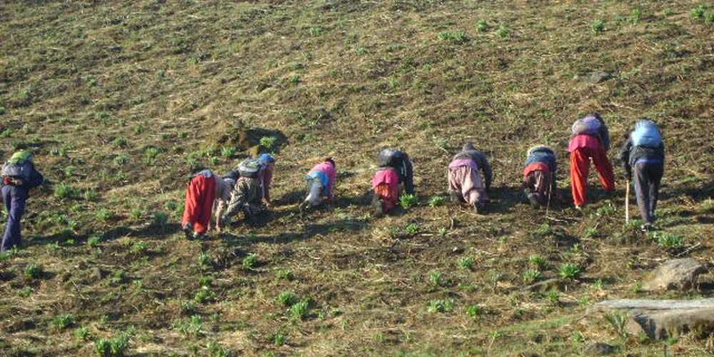 मनाङवासी यार्सागुम्बा टिप्न हिमाली भेगतर्फ