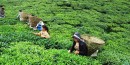 भारतीय अवरोधका कारण इलामका चिया उद्योग बन्द