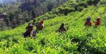 नेपाली चियाको आयात परीक्षणमा भारतको आंशिक सहजीकरण