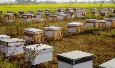 विषादीका कारण चितवनमा सात घार मौरी मरे