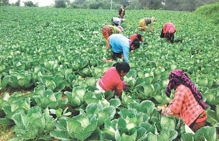 तरकारी बेचेर आत्मनिर्भर बन्दै थारू महिला