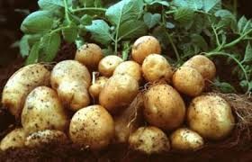 स्थानीय जातको आलुको माग उच्च