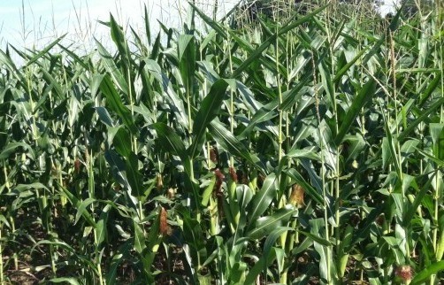 मकै खेतीमा कृषकको सङ्लग्नता बढ्दै