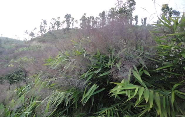 अम्रिसो र बाँसको व्यावसायिक खेती