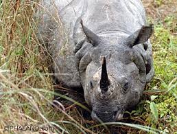 आठ वर्षमा दुई सय २० गैँडाको मृत्यु