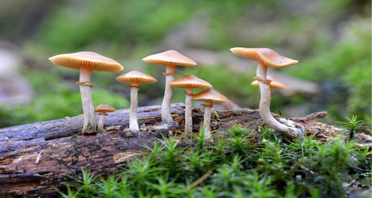 जङ्गली च्याउ खाँदा एकको मृत्यु र चार बिरामी