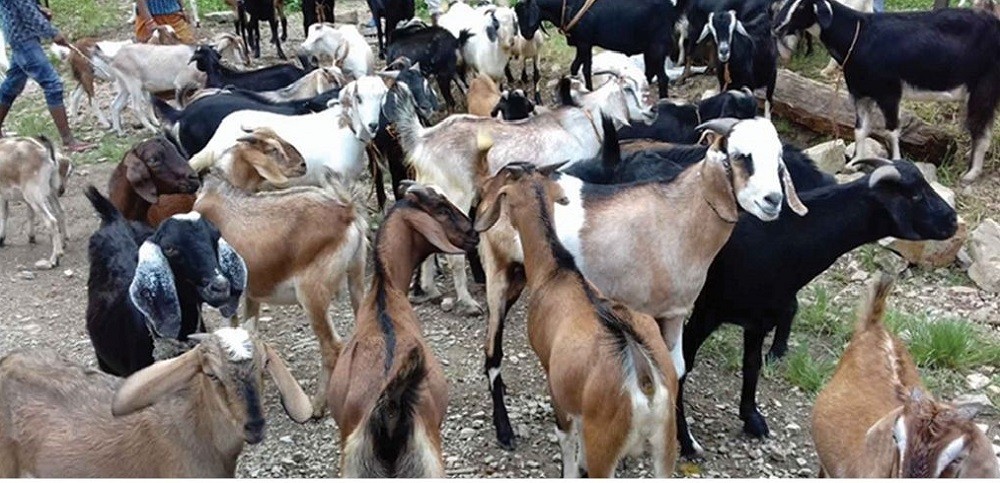 दशैँका लागि आजदेखी खसीबोका बिक्री सुरु