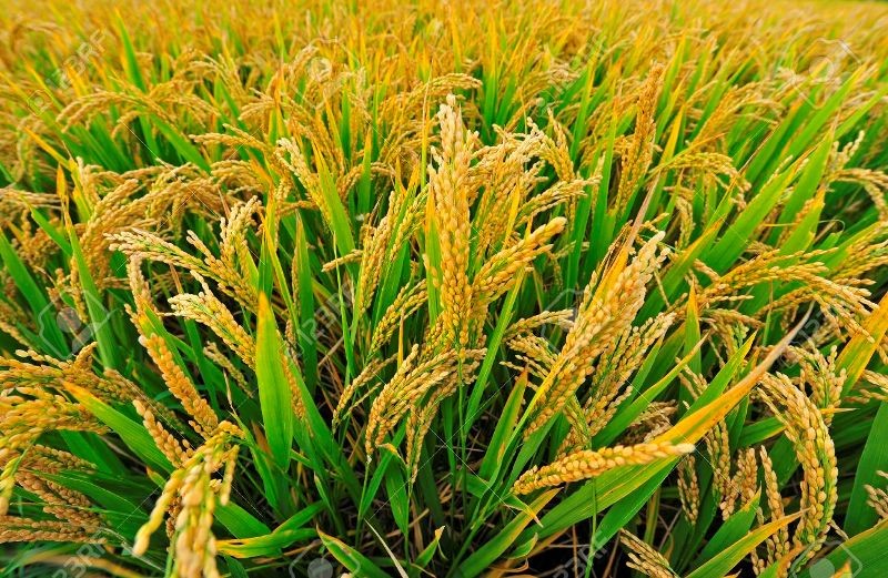 किसानले धानको समर्थन मुल्य भन्दा प्रतिक्विन्टल ८०० रुपैयाँ सस्तोमा बेच्न बाध्य