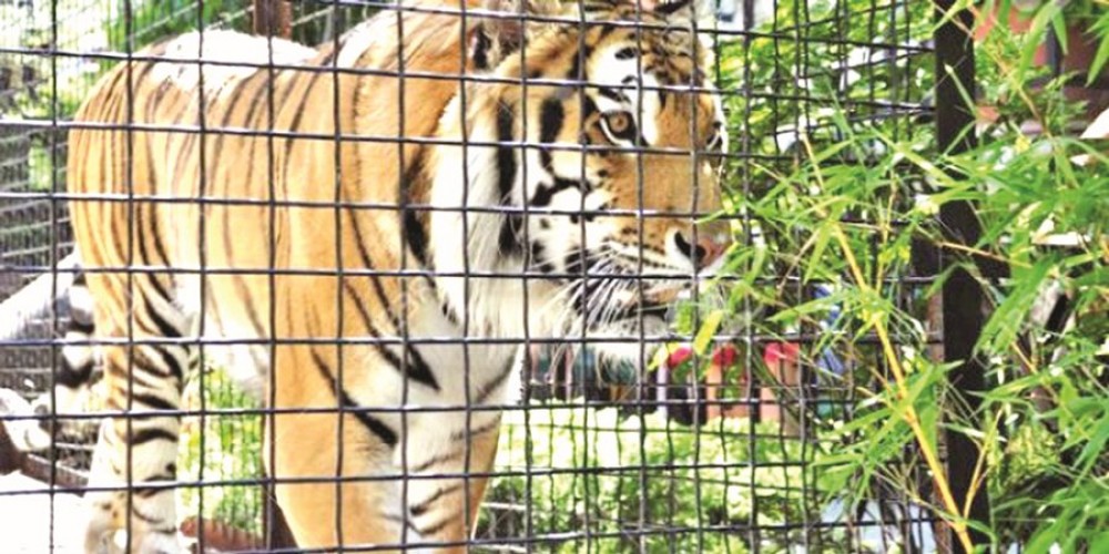 महामारीका कारण बन्द चिडियाखाना भोलिदेखि खुल्दै